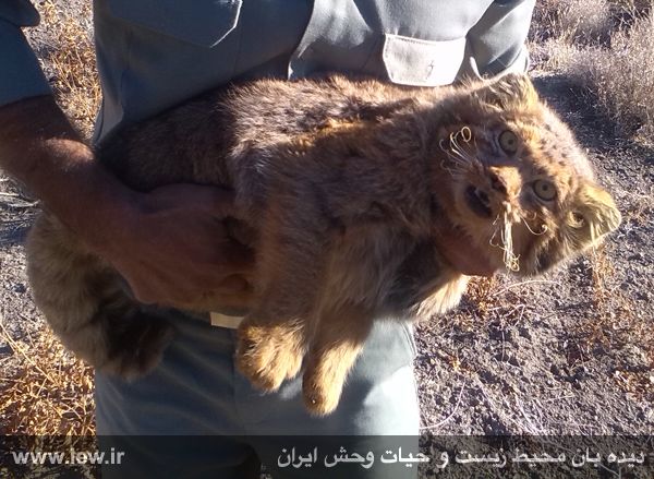 Pallas's cat captured in Azar-Shahr, Tabriz, Azerbaijan Province